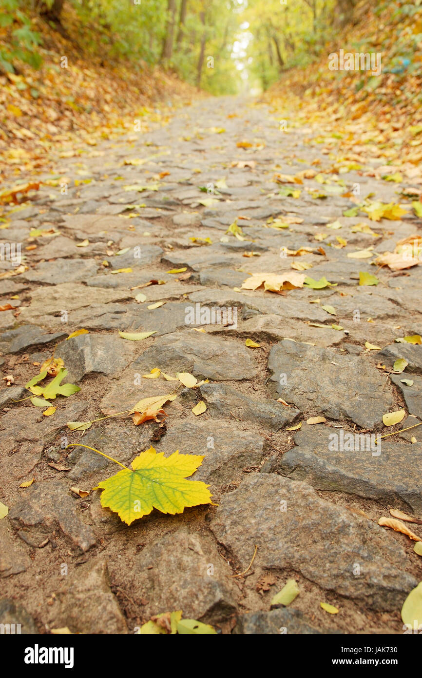 Autumn maple alley in the forest with falling leaves Stock Photo - Alamy