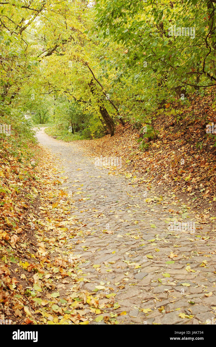 Autumn maple alley in the forest with falling leaves Stock Photo - Alamy