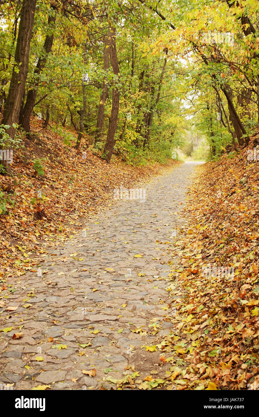 Autumn maple alley in the forest with falling leaves Stock Photo - Alamy