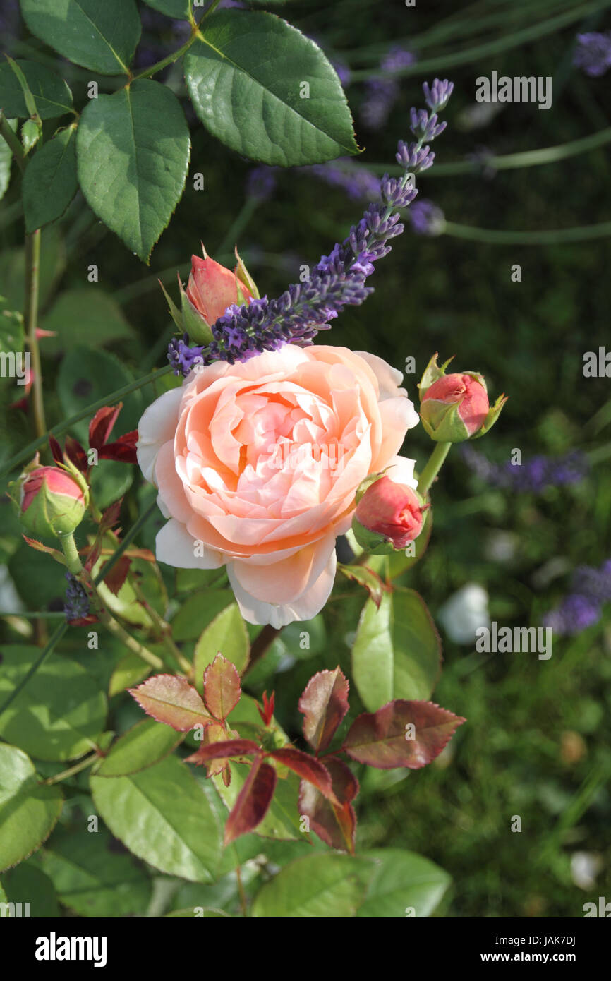 romantische Rose mit Lavendel Stock Photo Alamy
