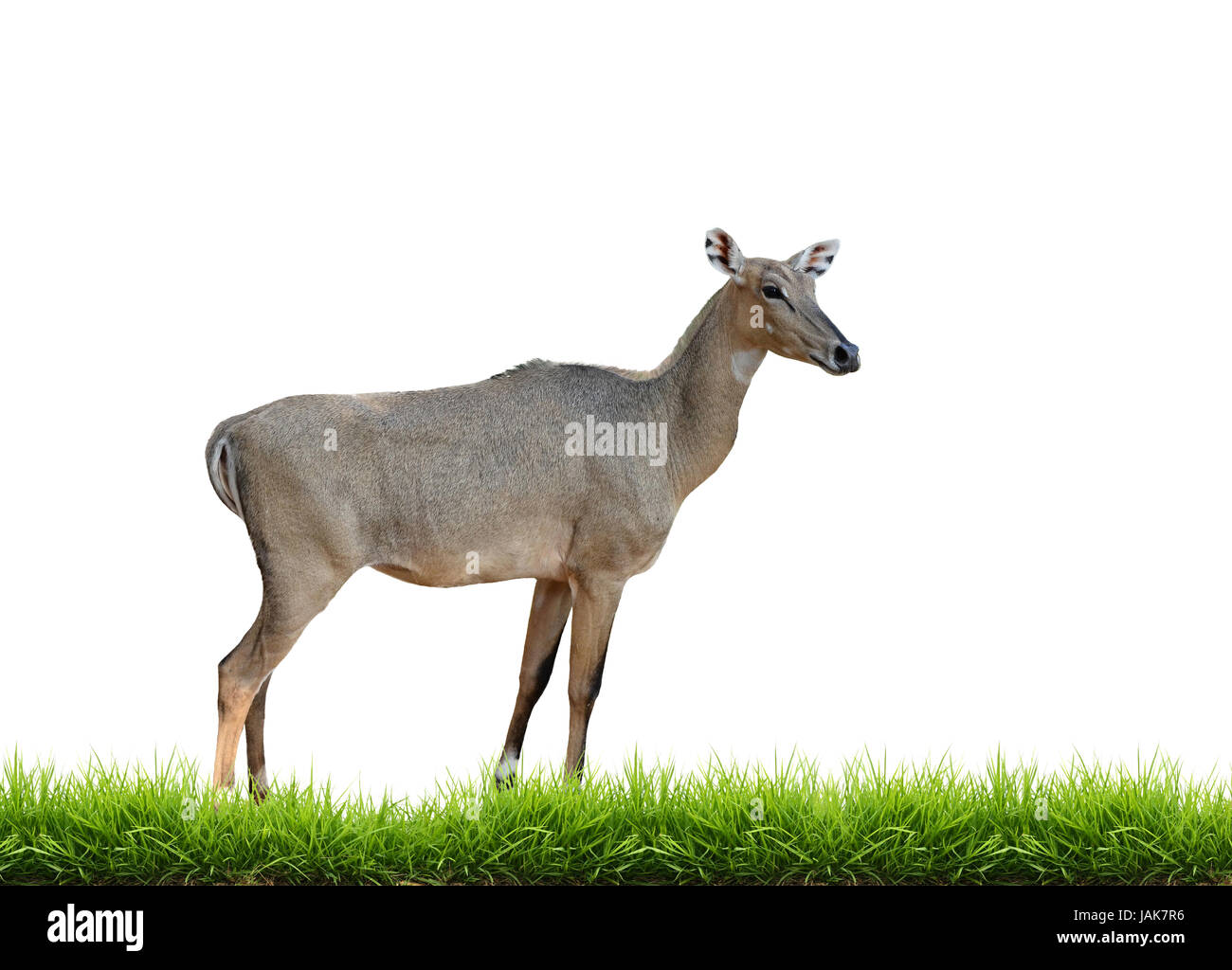 Adult Blue Bull Or Nilgai Is An Asian Antelope Walking In The Forest Two Baby  Blue Bulls Graze Nearby Ranthambore National Park Rajasthan India Stock  Video - Download Video Clip Now - iStock