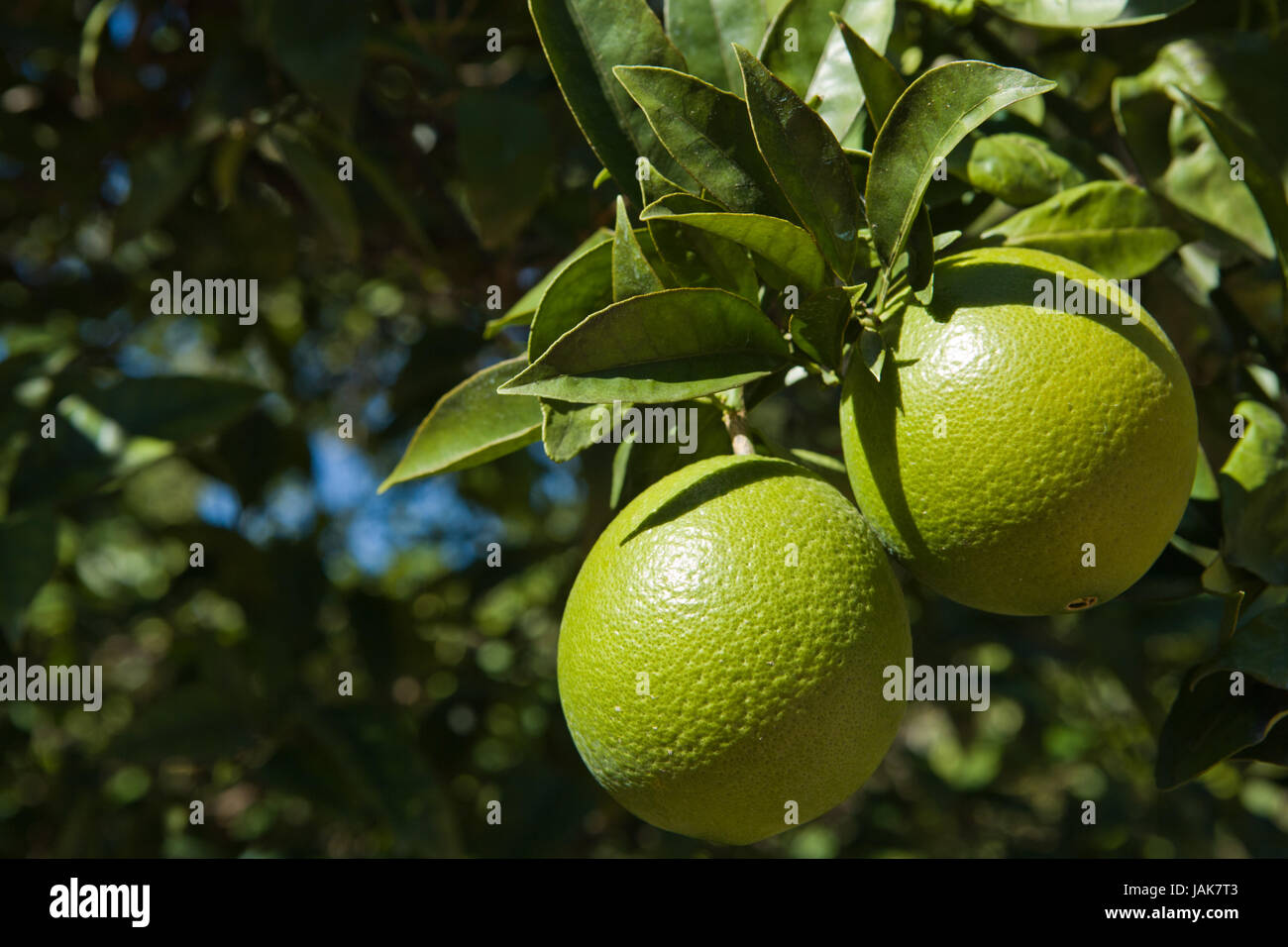 Green leaves and non mature oranges on the tree, Cordoba, Spain Stock Photo