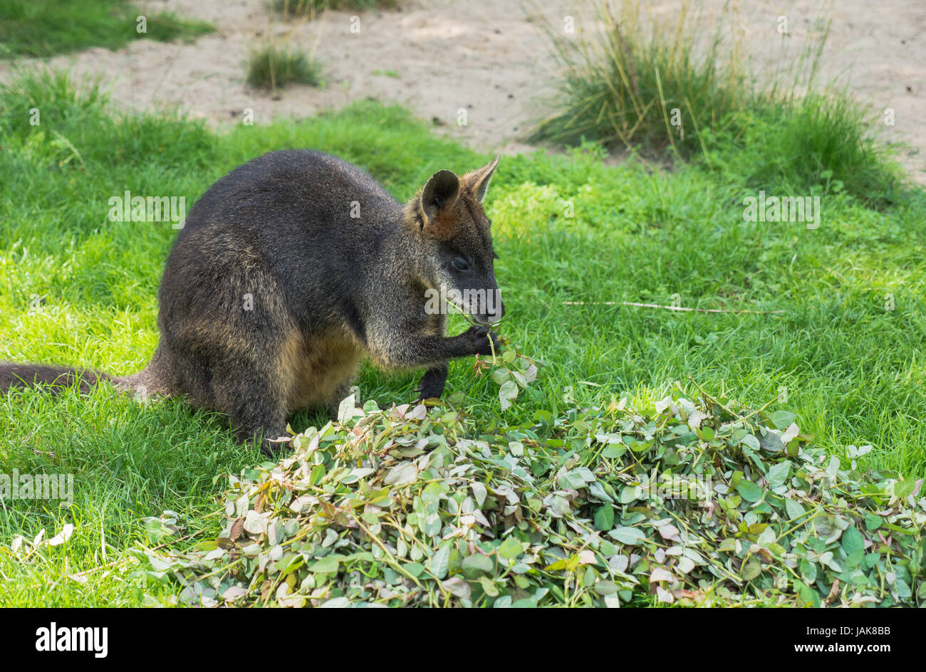 The Australian wallaby is one of the few species of animals that have a