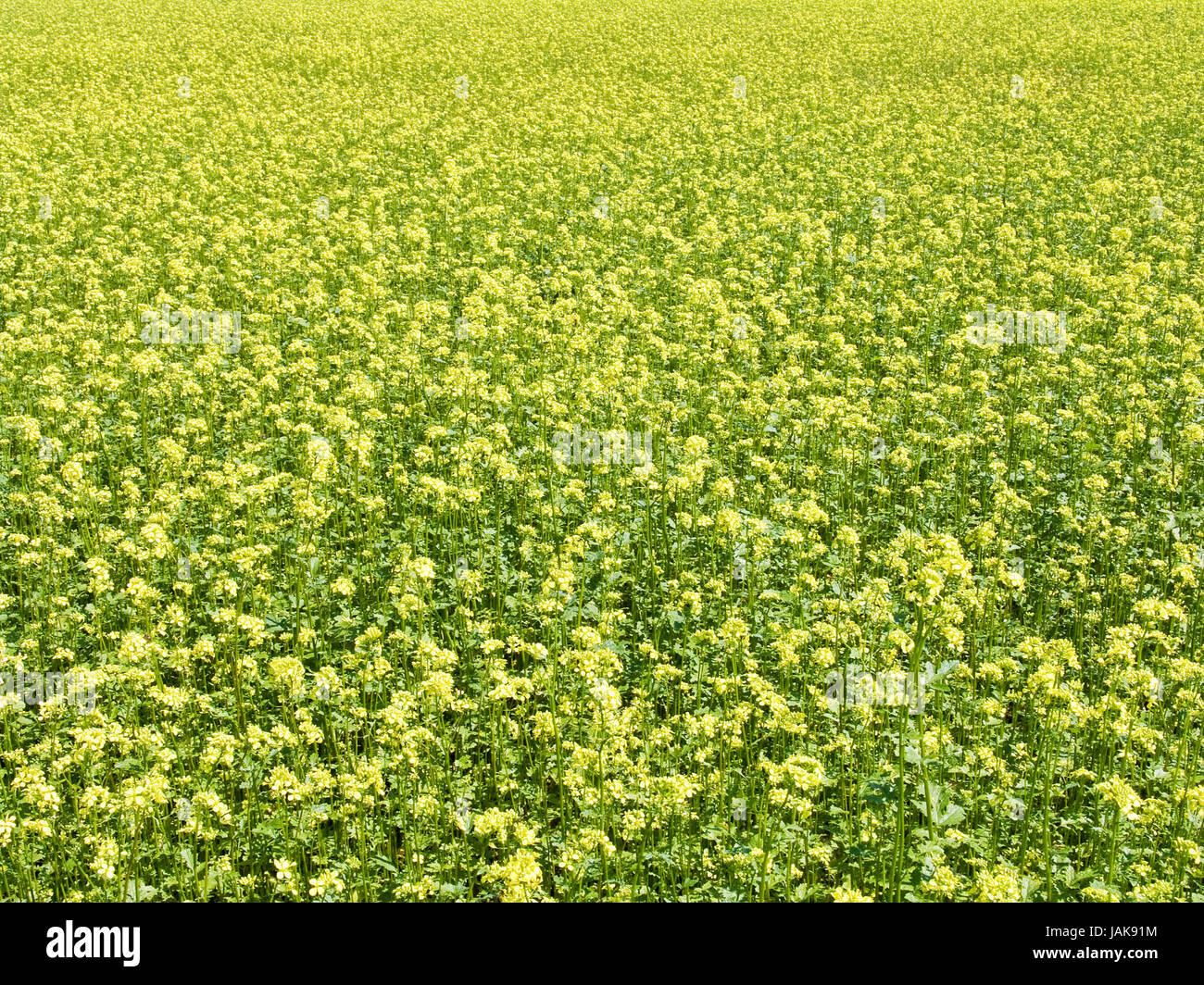 The beautiful rape field background, agriculture theme Stock Photo - Alamy