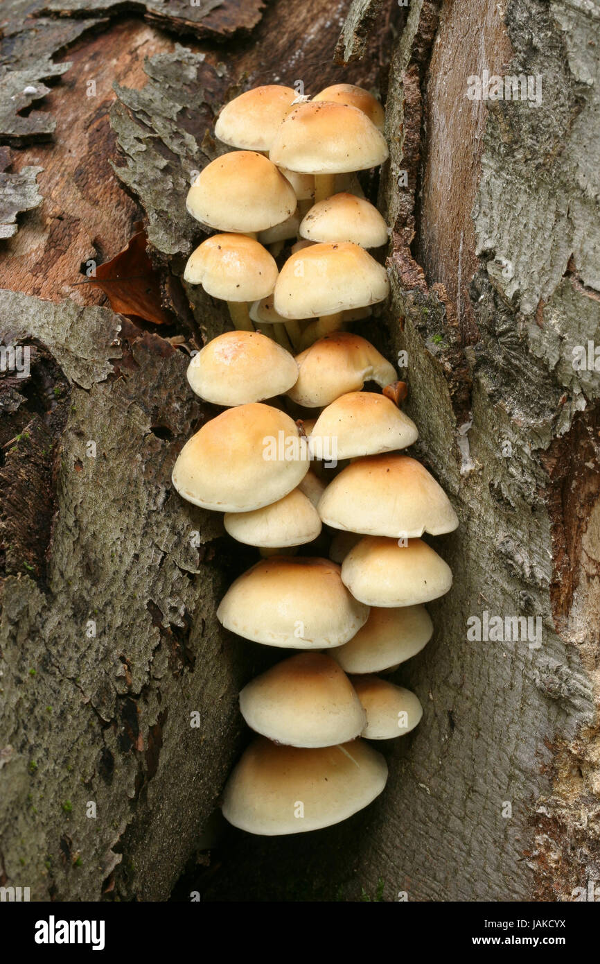 fungus autumn foliage Stock Photo