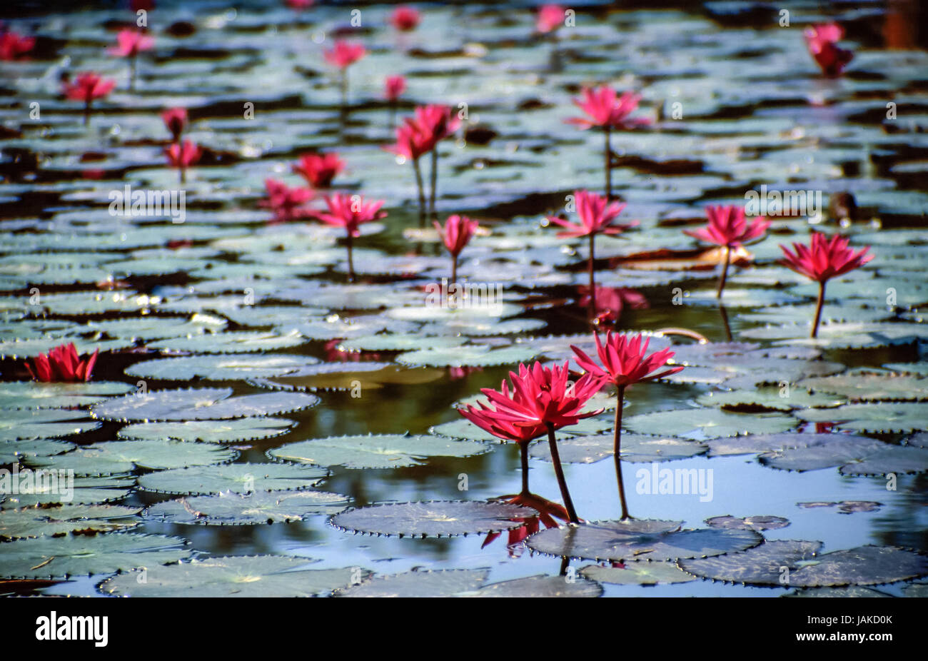 Siam seerosen hires stock photography and images Alamy
