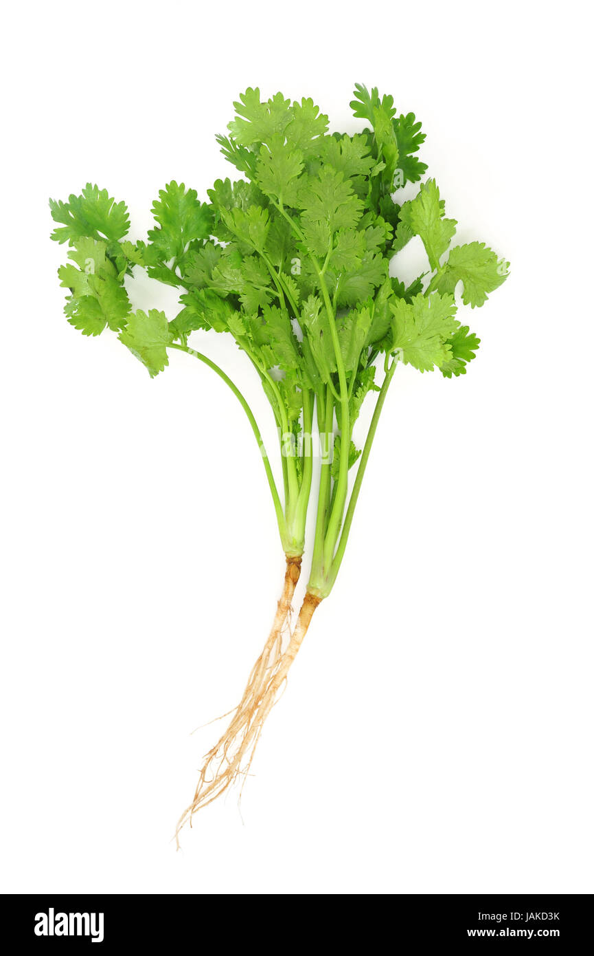 Cilantro with roots isolated on white Stock Photo Alamy