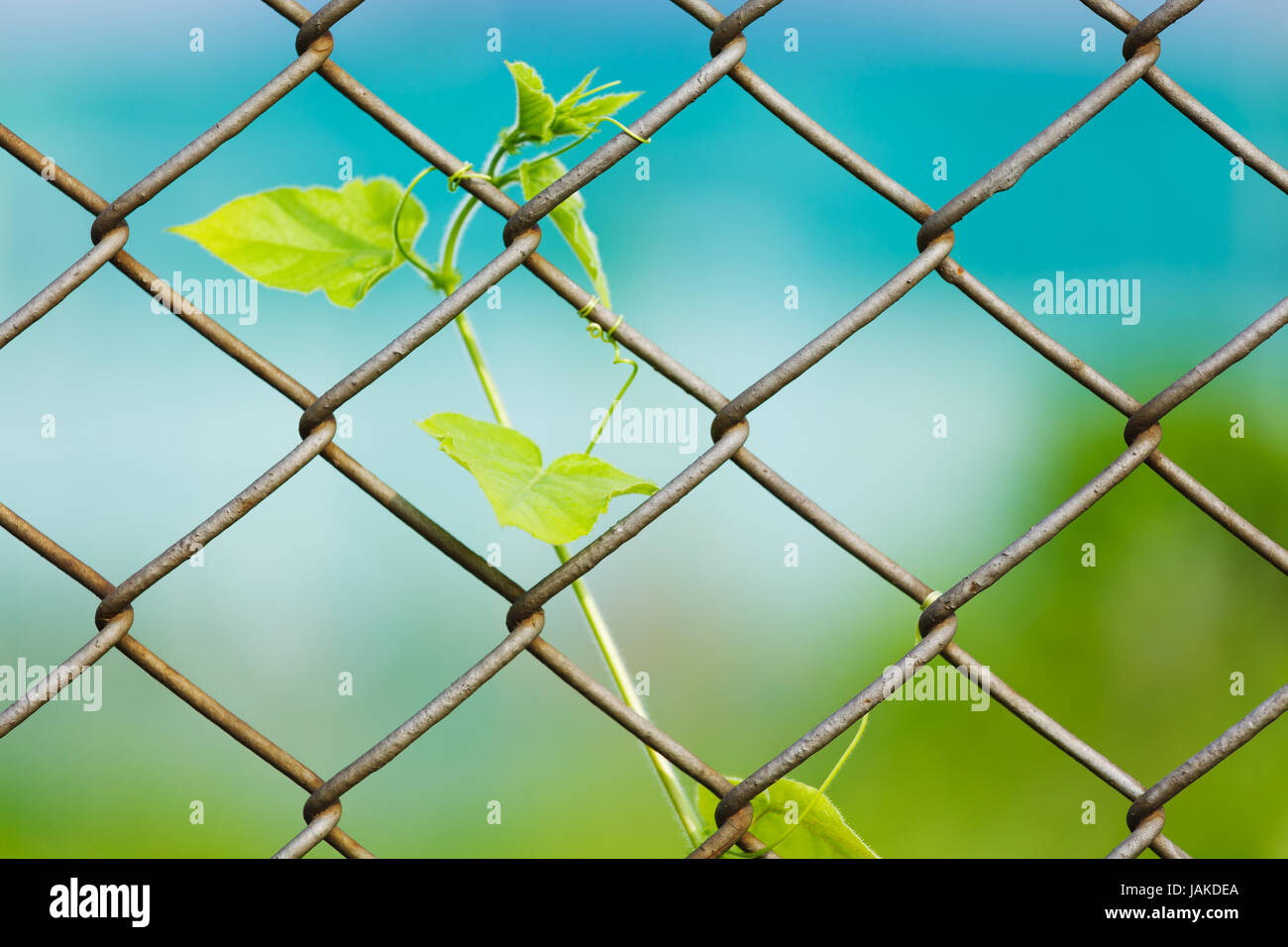 Chain link fence with fresh plant Stock Photo