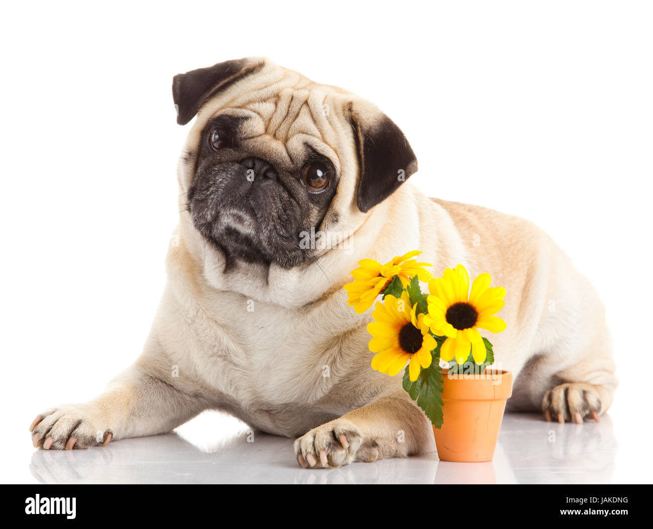 pug dog isolated on a white background Stock Photo - Alamy