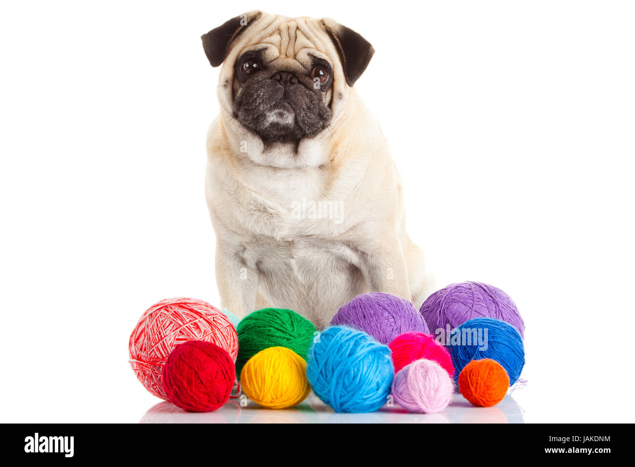 pug dog isolated on a white background Stock Photo - Alamy