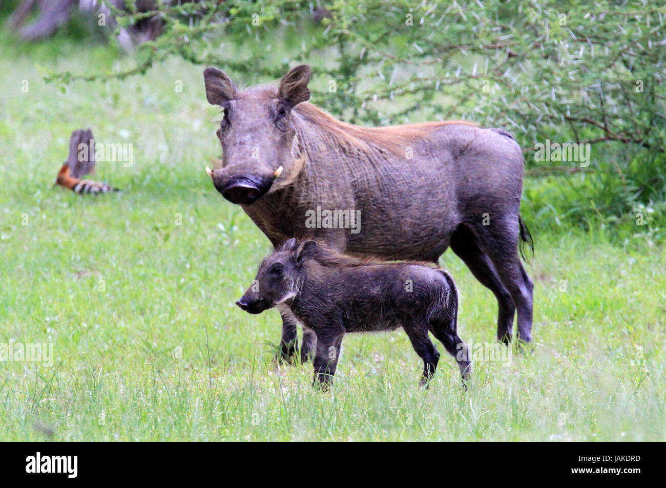 Simple Boar Black wild boar with tusks hi-res stock photography and images - Alamy