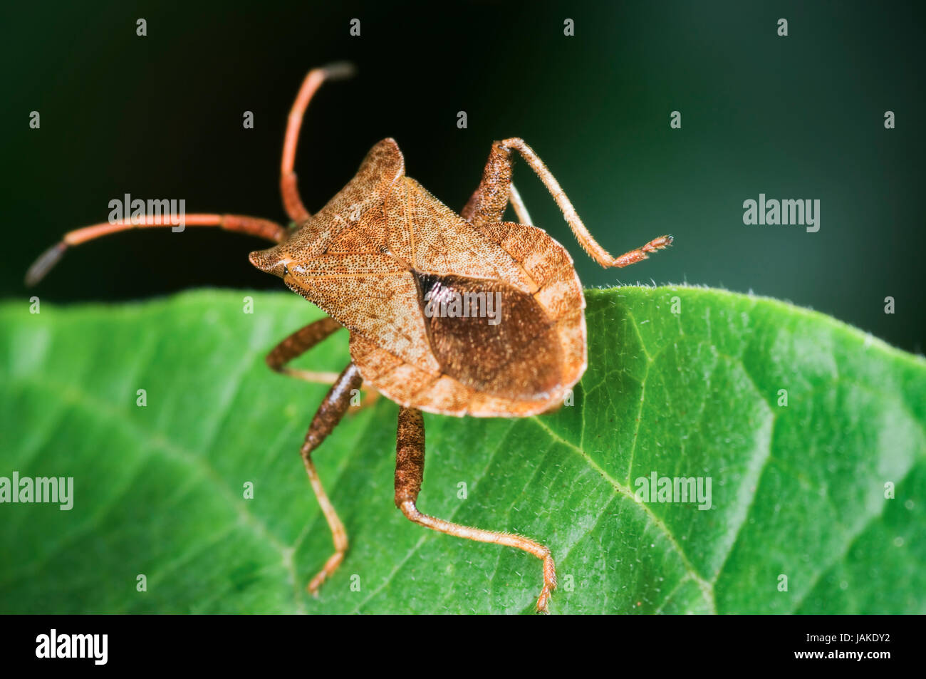 braune Randwanze (Gonocerus acuteangulatus) auf einem Blatt in Hinteransicht Stock Photo