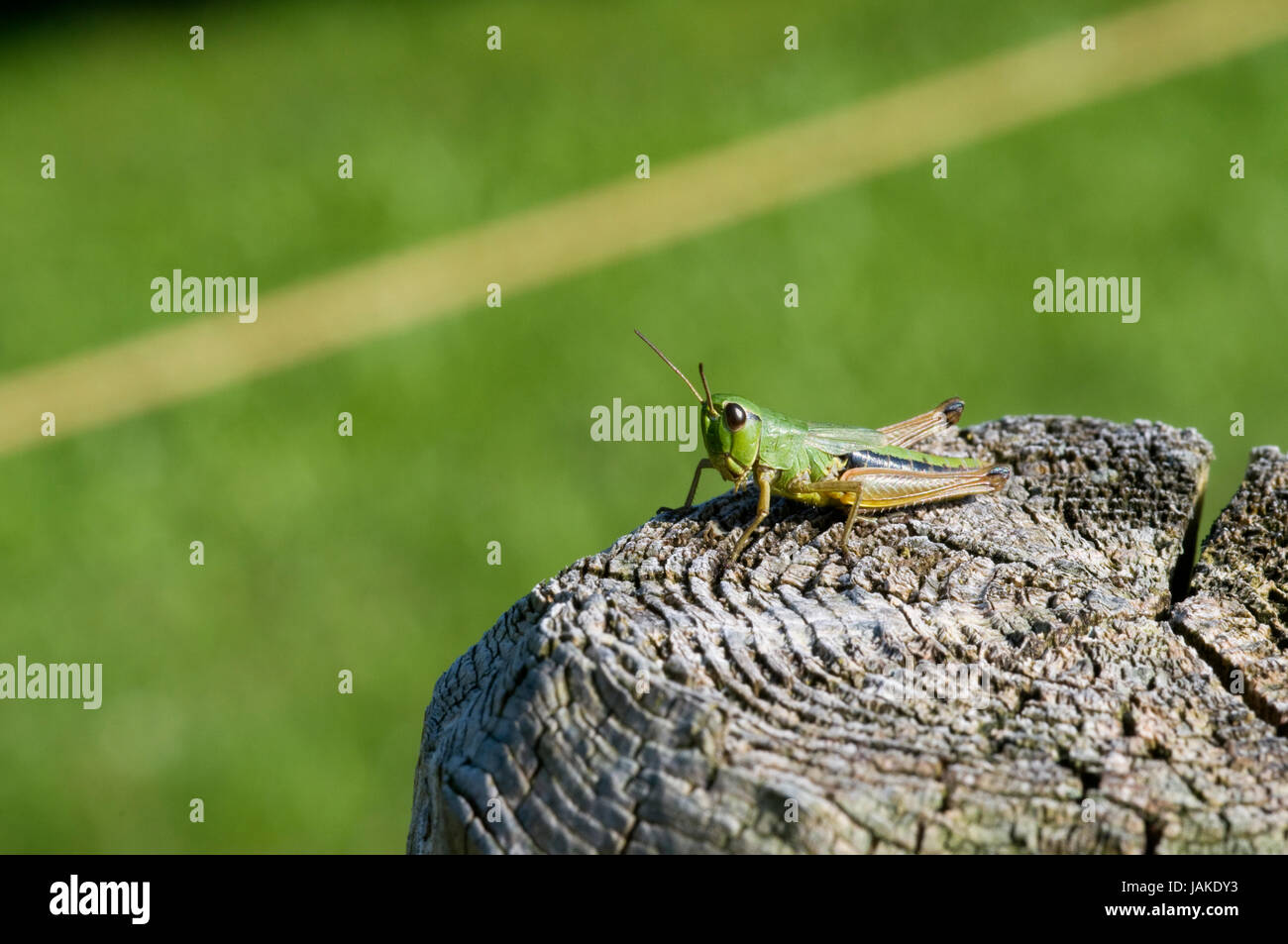 Grüner Grashüpfer auf einem Zaunpfahl vor grünen unscharfen Hintergrund Stock Photo