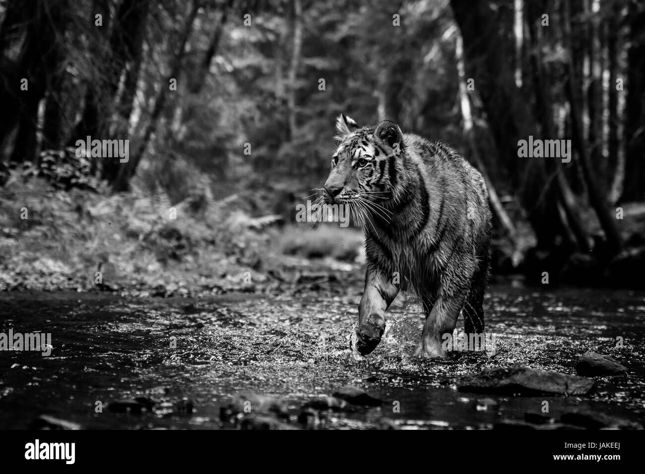 Siberian tiger walking in the river Stock Photo