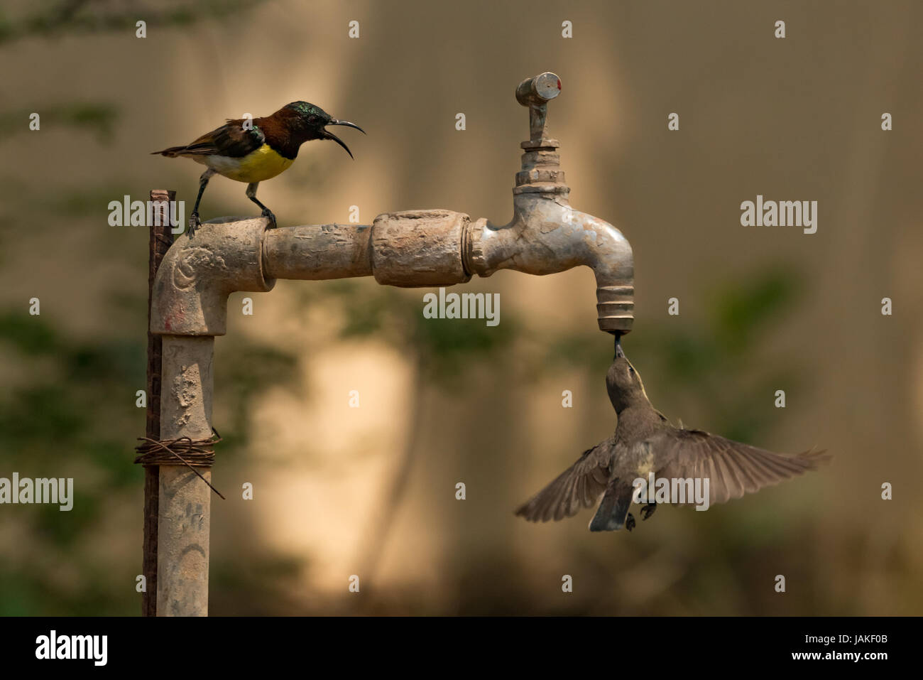 Two sunbirds compete to drink from tap Stock Photo