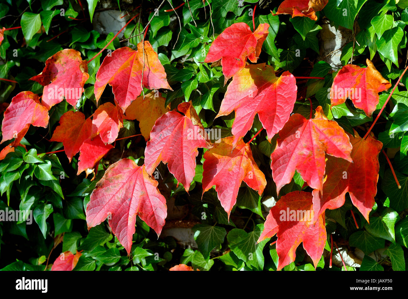 Virginia creeper leaf sun light hi-res stock photography and images - Alamy