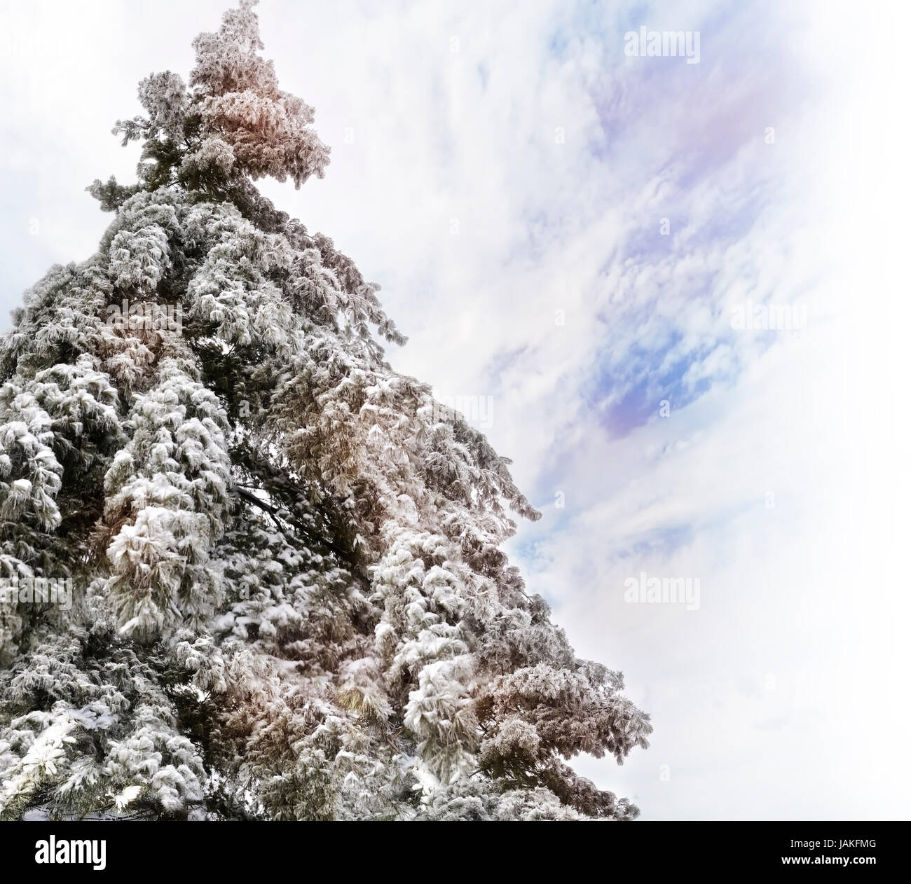 Pine Tree With Snow Against A Blue Sky Stock Photo - Alamy