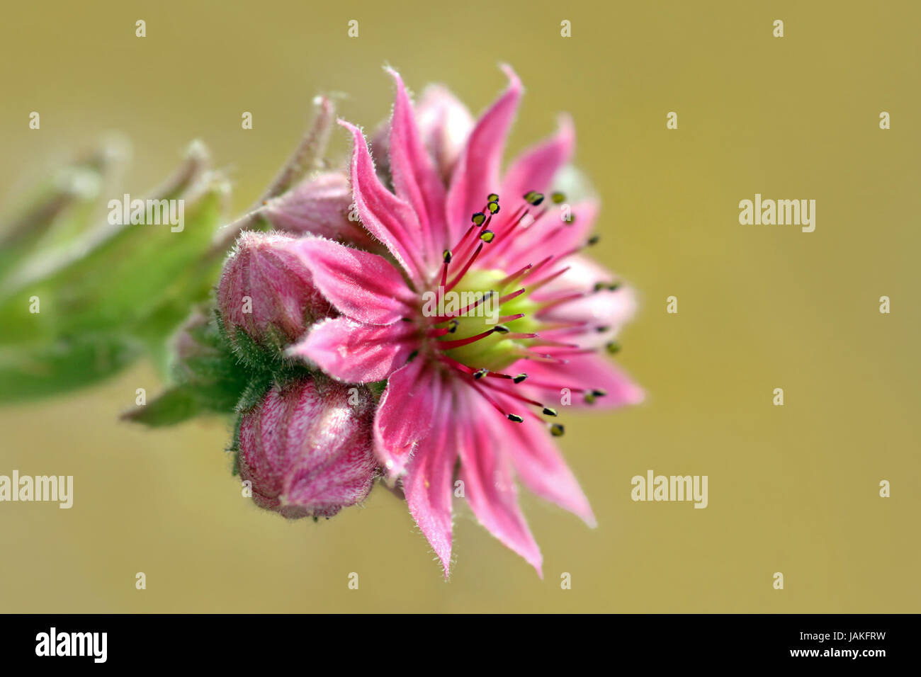 flowering houseleek Stock Photo