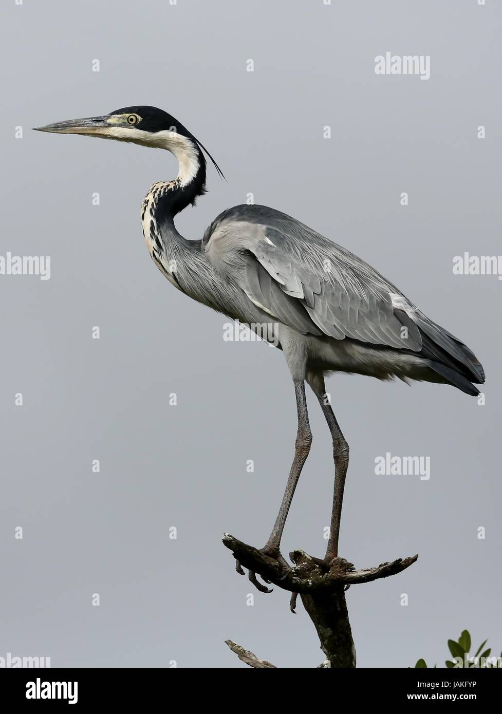 Black Heron bird with long legs and neck perched on a branch Stock Photo -  Alamy