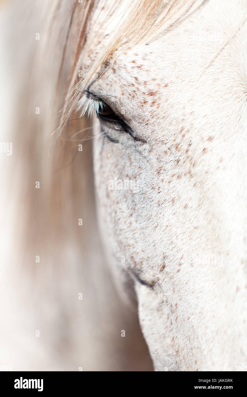 PRE Pura raza espanola pferde portrait im freien im sommer Stock Photo
