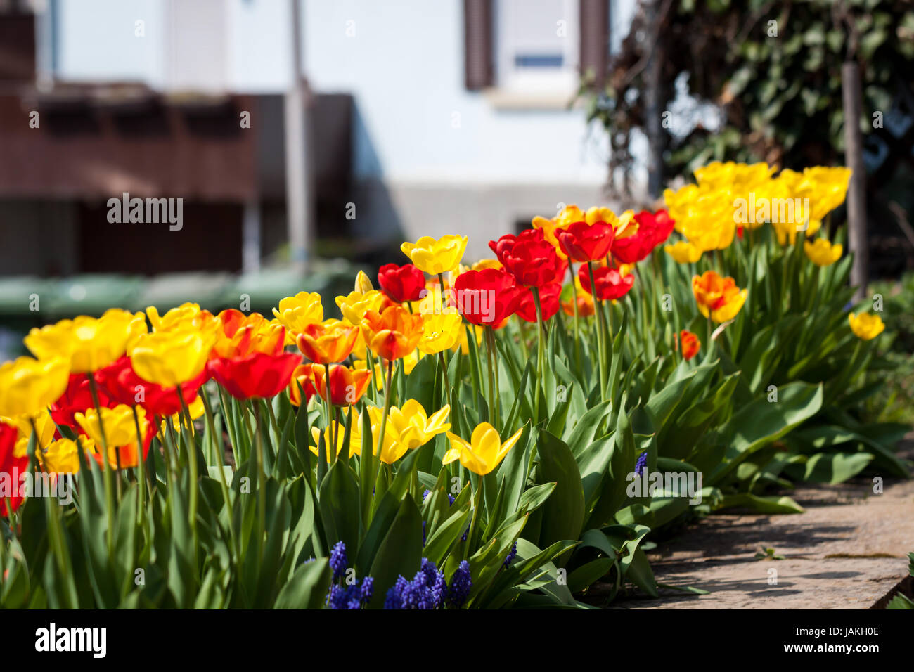 gelbe rote frische tulpen frühling im freien objekt blumen makro Stock Photo