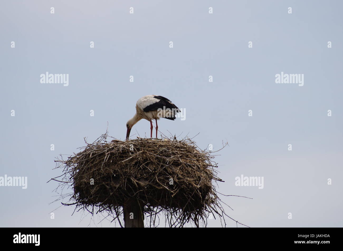 stoch in feed Stock Photo - Alamy