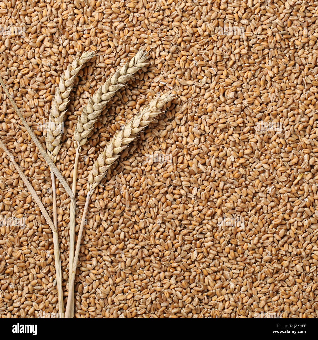 Weizenähren liegen auf Weizen und bilden einen Hintergrund Stock Photo