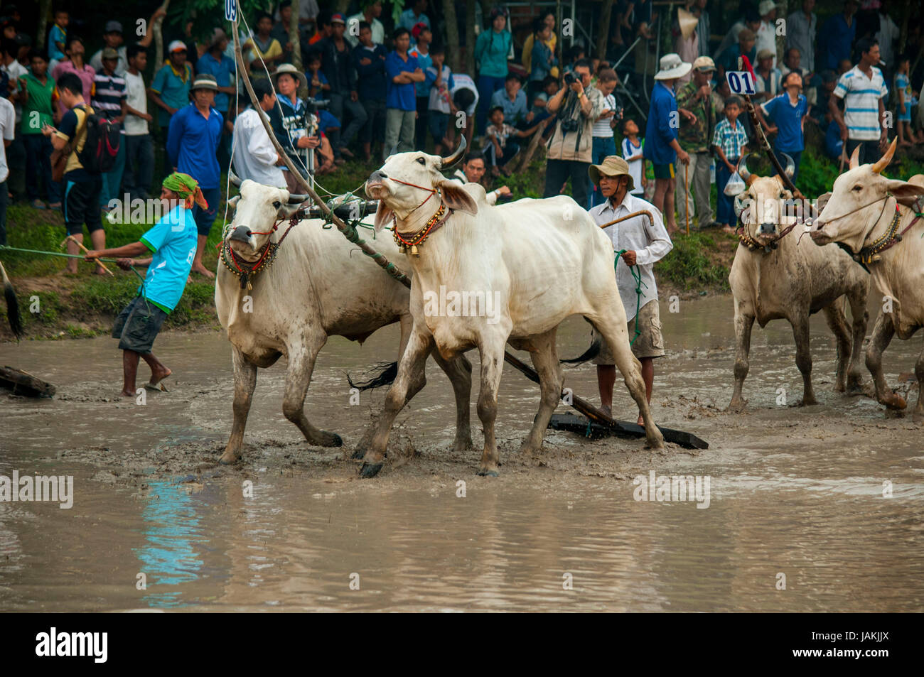 Tinh bien cow racing hi-res stock photography and images - Alamy