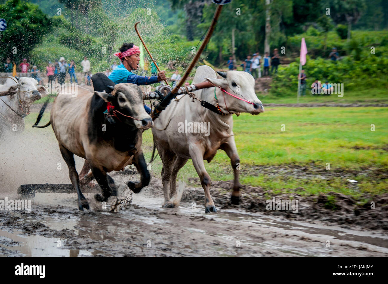 cow racing