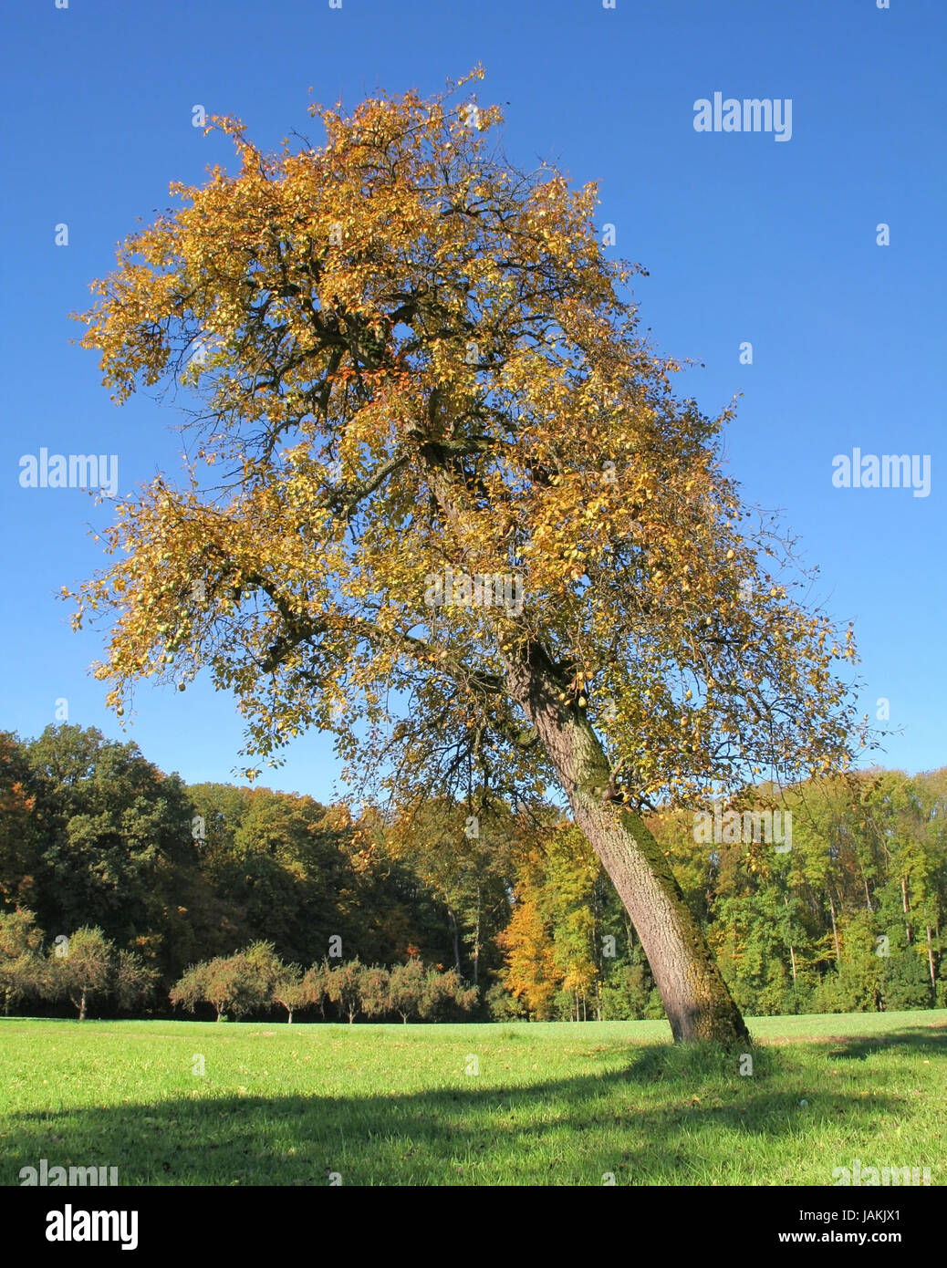 autumn scenery in Southern Germany including a incline tree Stock Photo