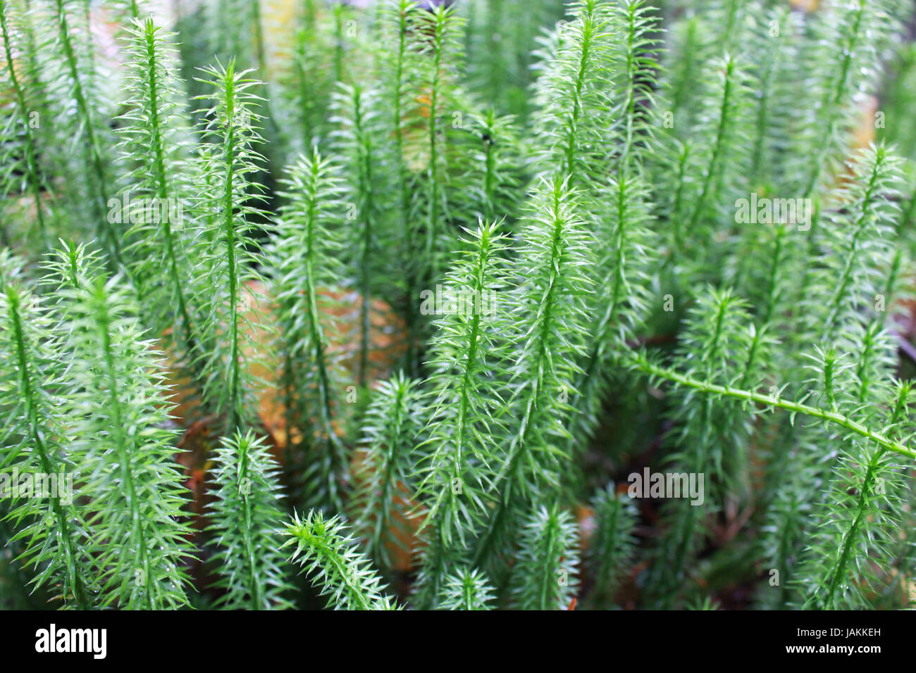 green brushwood of Hypnum cupressiforme in the forest Stock Photo