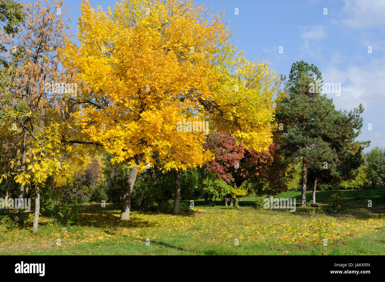 Golden autumn in the park with maple trees Stock Photo - Alamy