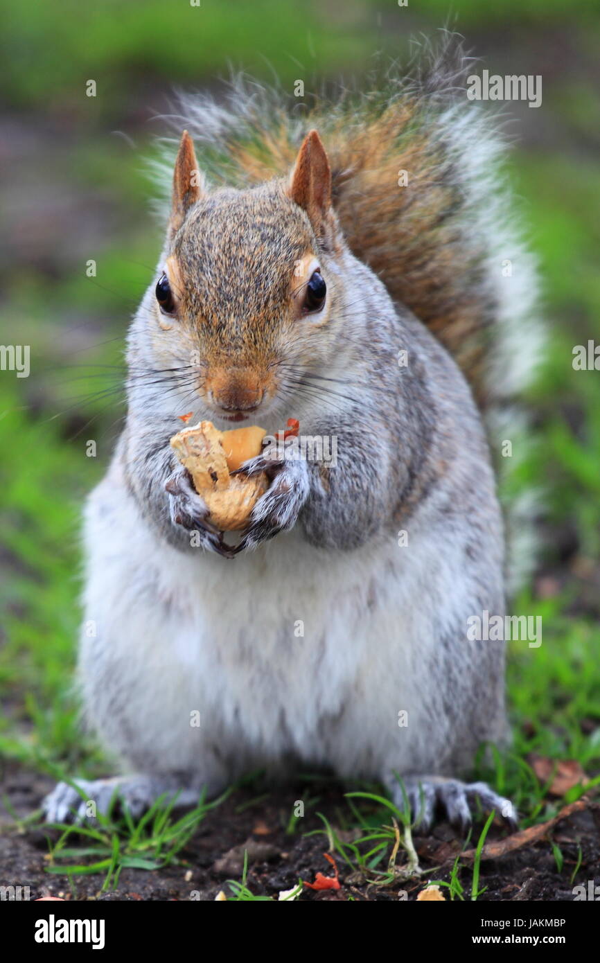 squirrel in london Stock Photo Alamy