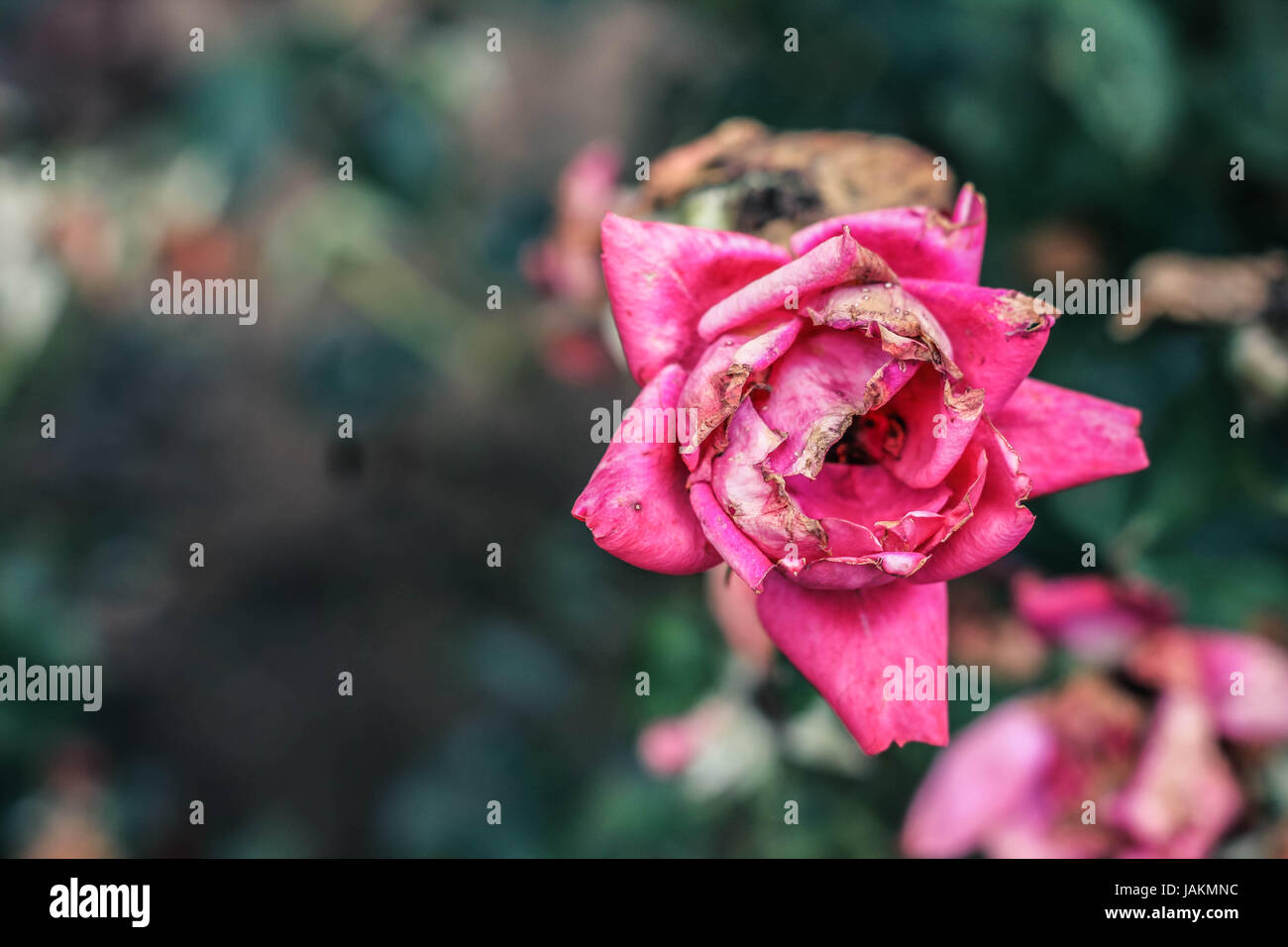 Dying rose hires stock photography and images Alamy