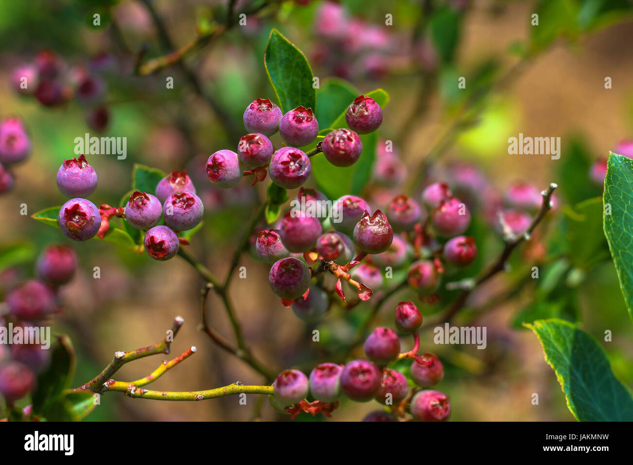 Blueberry bush hires stock photography and images Alamy