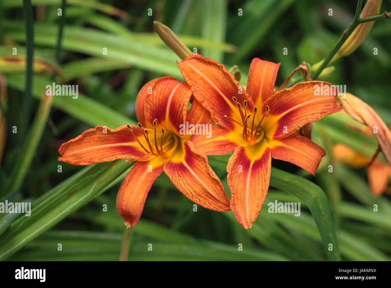 A pair of orange lilies Stock Photo