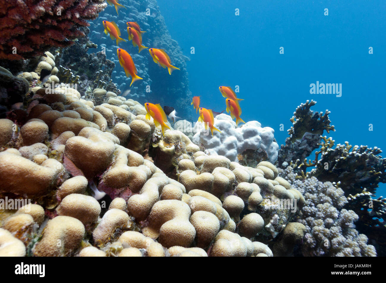 coral reef with hard corals and exotic fishes aanthias Stock Photo