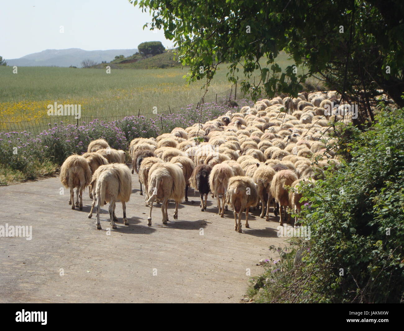 crete sheep Stock Photo