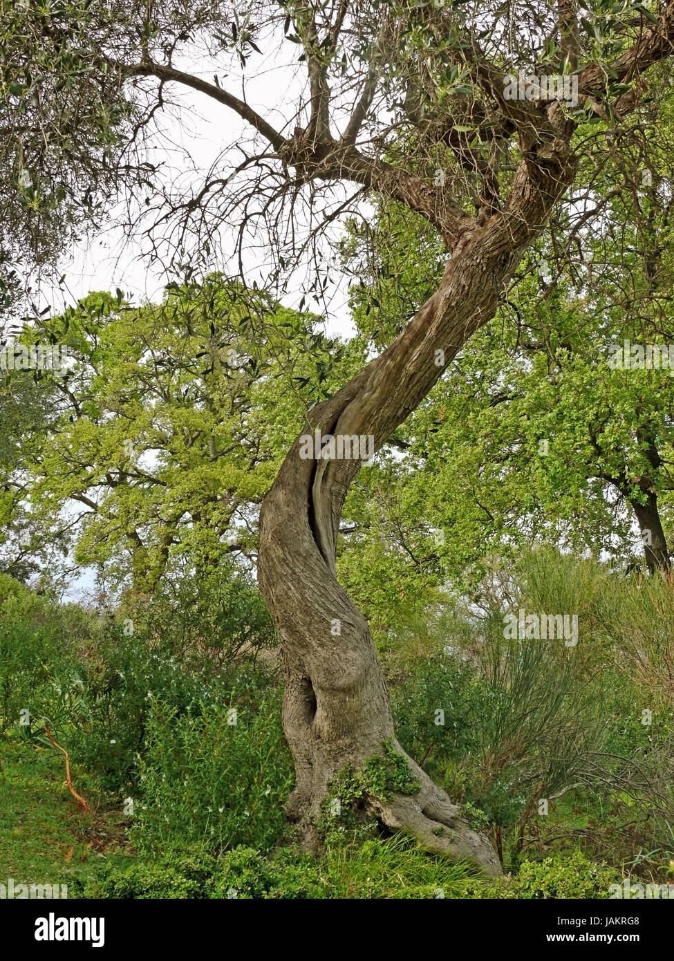olive tree [olea europaea] Stock Photo - Alamy