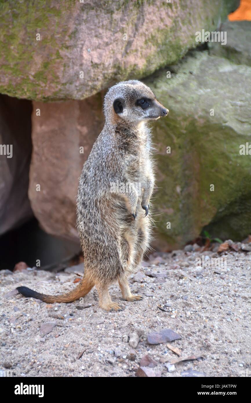 watchful meerkat Stock Photo