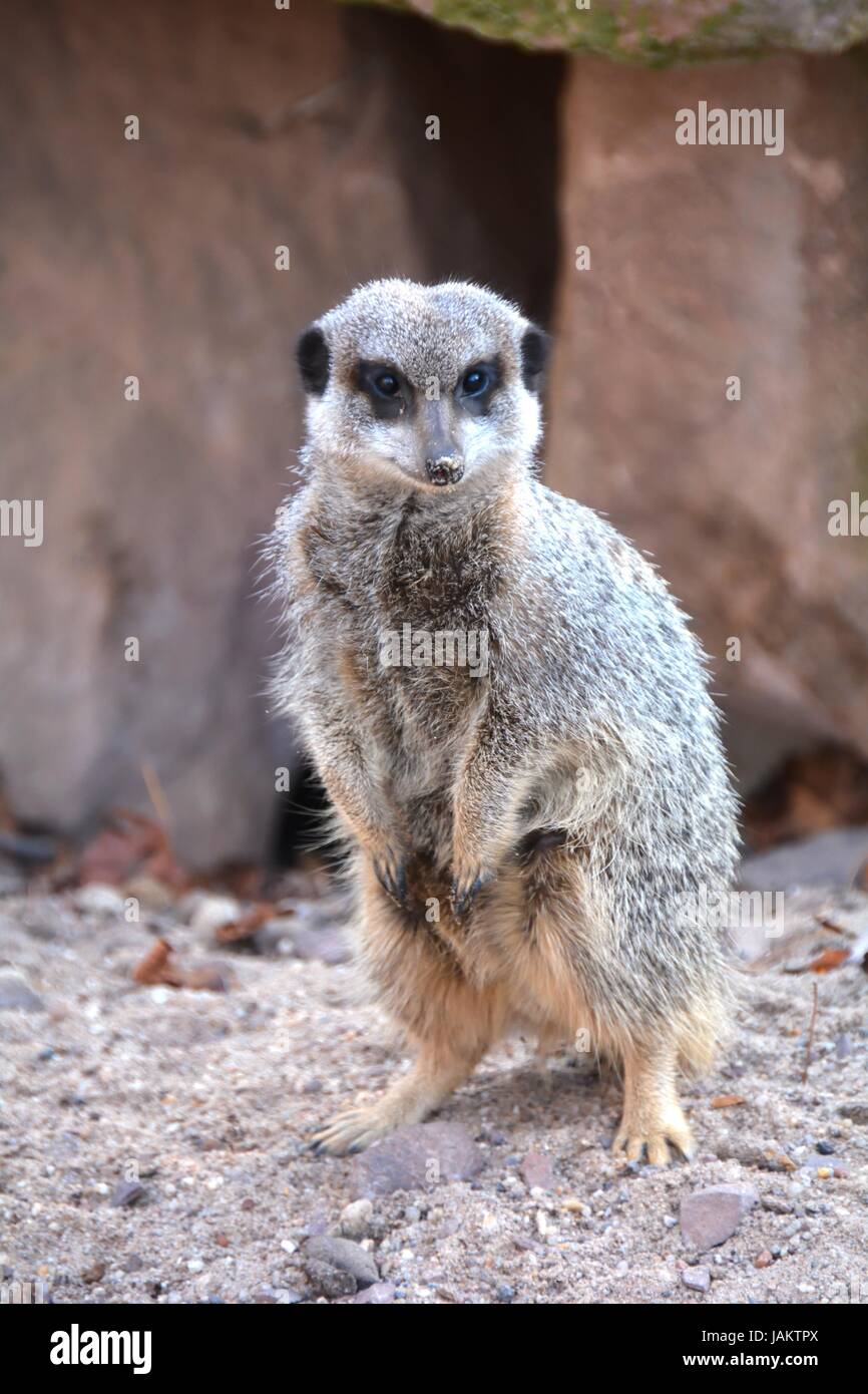 watchful meerkat Stock Photo