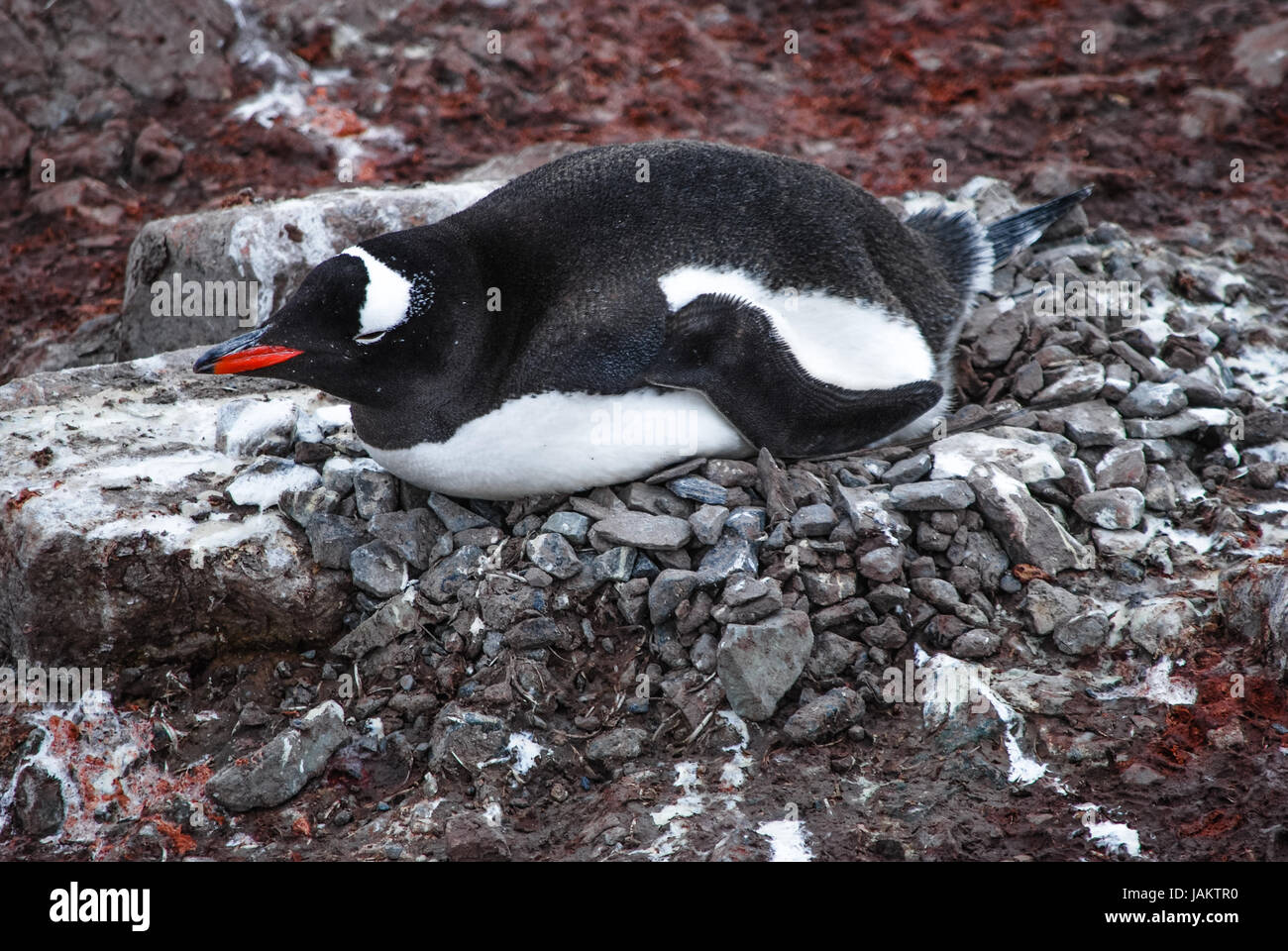 brooding jackass penguin rock nest on his,antarctica Stock Photo