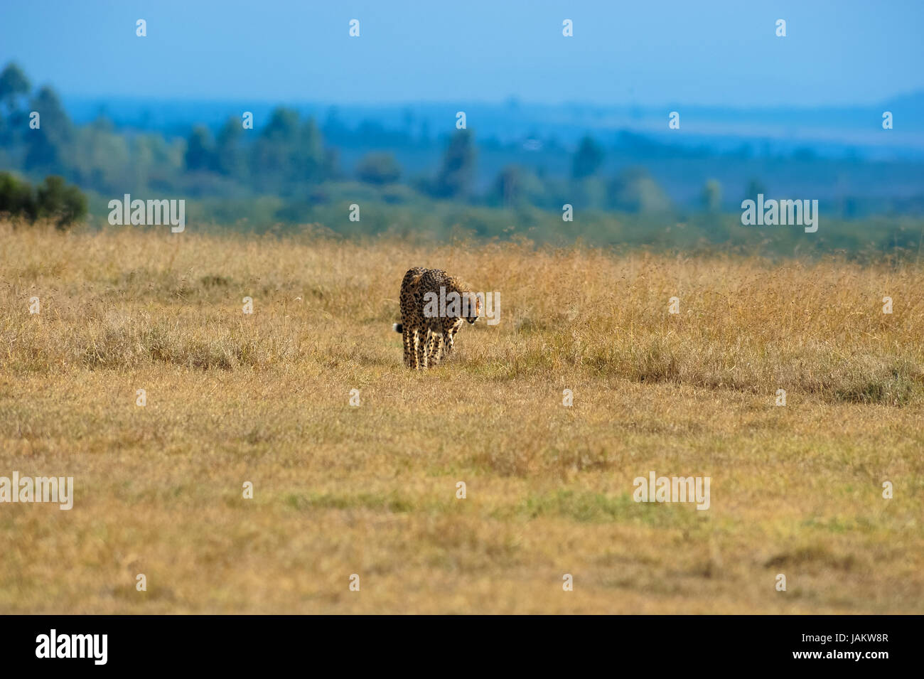 cheetah in the savanna of africa Stock Photo Biology Diagrams