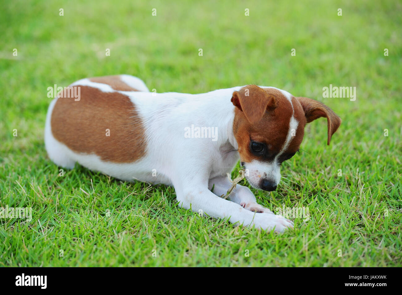 Dog Eating Grass Stock Photo - Alamy