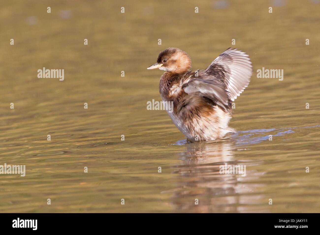 little grebe Stock Photo