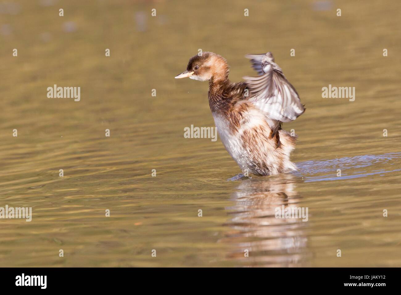 little grebe Stock Photo