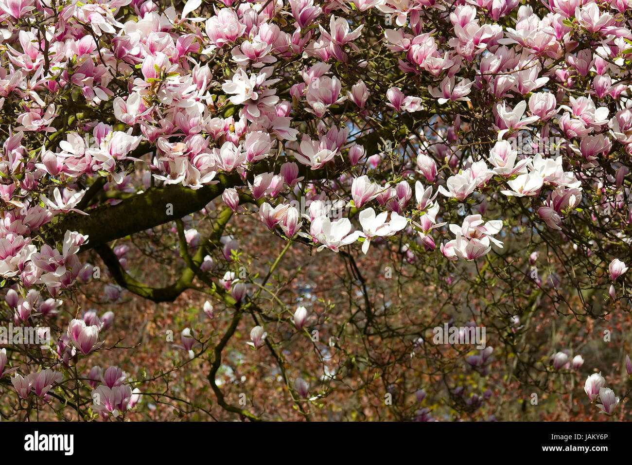 blooming magnolia tree Stock Photo - Alamy