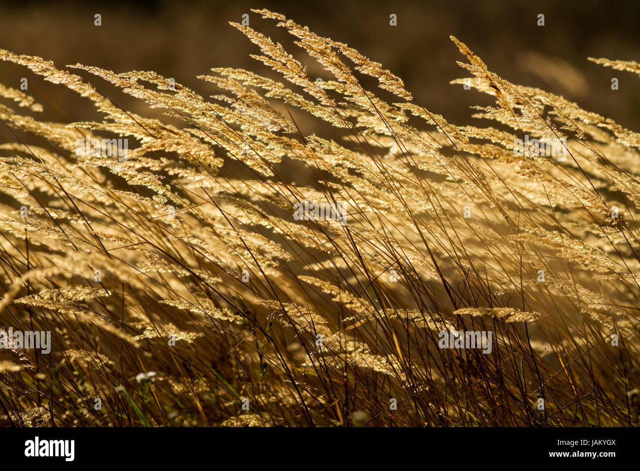 Beautiful Grass Field At Sunset Stock Photo - Alamy