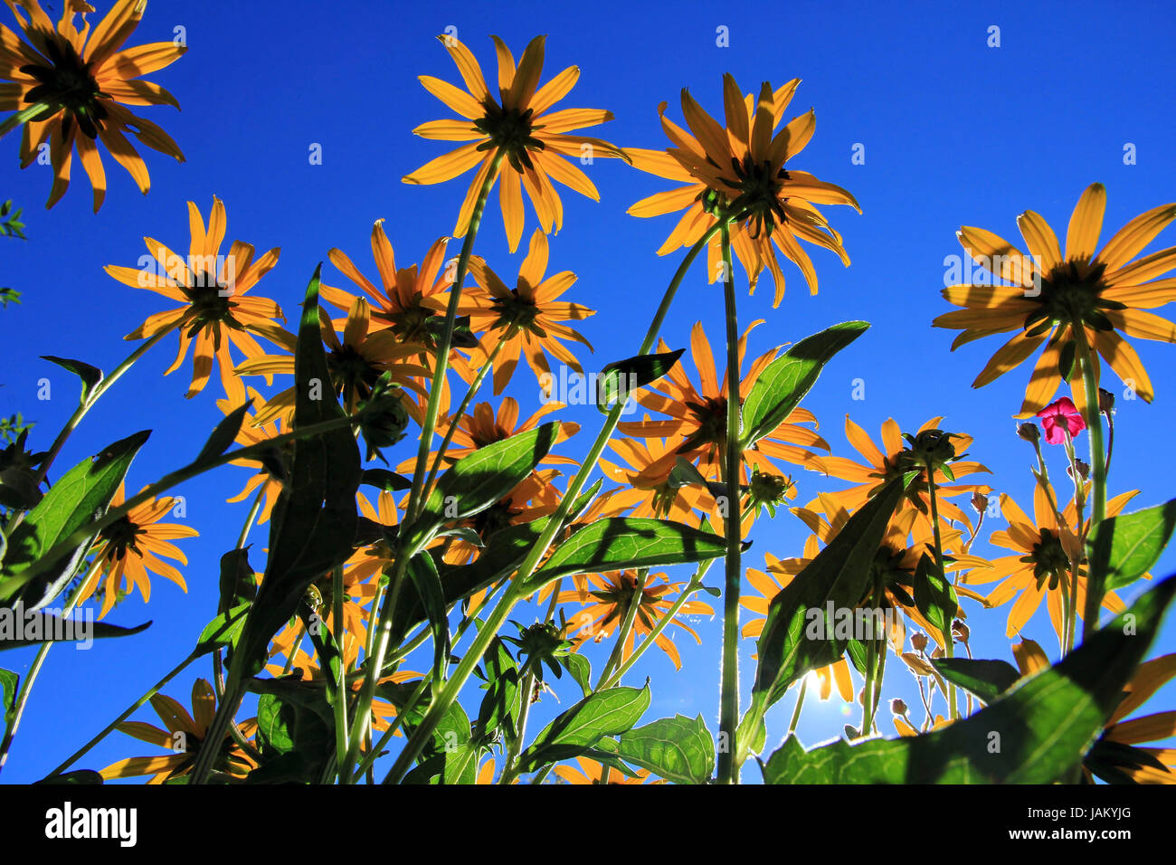 yellow flowers - blue sky Stock Photo