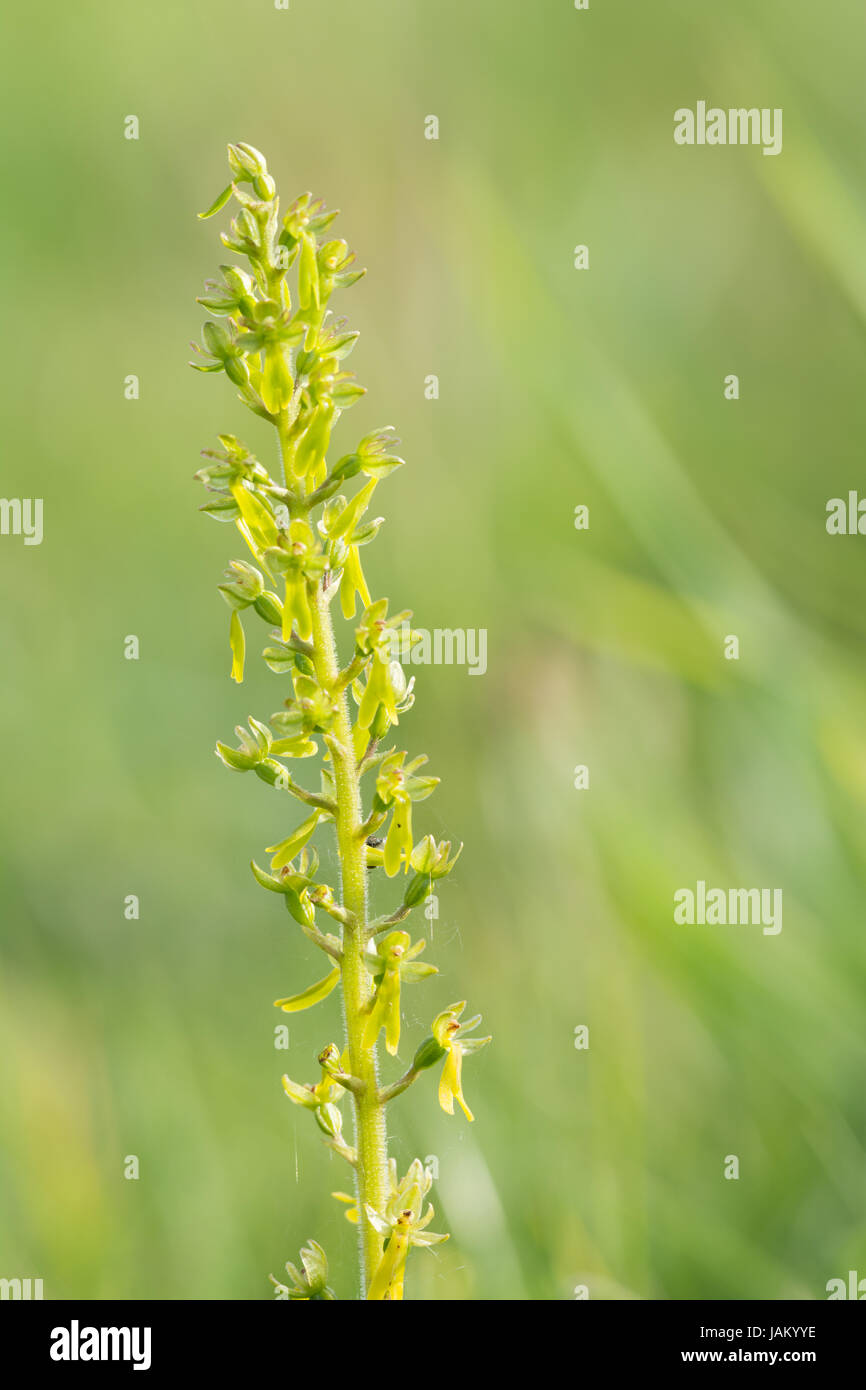 Common Twayblade, Listera cordata, in a meadow Stock Photo